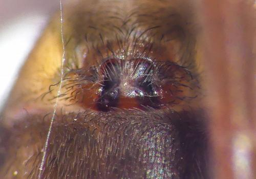 Coelotes terrestris